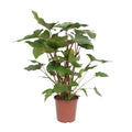 Homalomena Rubescens Maggy Zimmerpflanze Ø24cm ↕90cm – pflegeleichte Grünpflanze für Wohnzimmer, Büro & helle Standorte kaufen – Plant