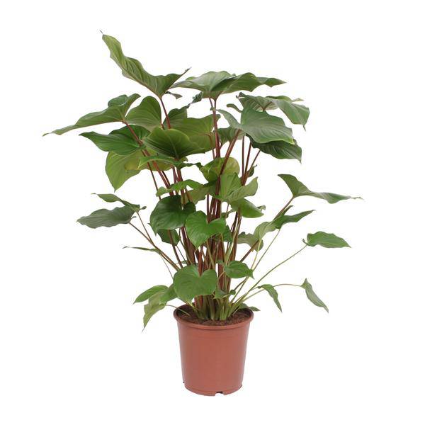 Homalomena Rubescens Maggy Zimmerpflanze Ø24cm ↕90cm – pflegeleichte Grünpflanze für Wohnzimmer, Büro & helle Standorte kaufen – Plant