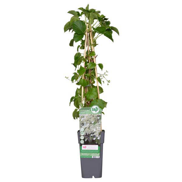 Kletter – Hortensie – Hydrangea petiolaris – Ø15cm – ca. 65cm hoch – Winterharte & pflegeleichte Kletterpflanze mit weißen Blüten – Plant