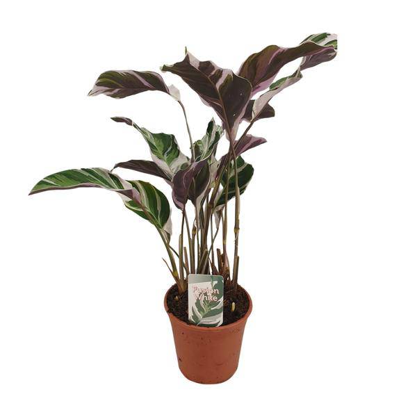Calathea Fusion White Zimmerpflanze Ø14cm ↕40cm – pflegeleichte Grünpflanze für Wohnzimmer, Büro & helle Standorte kaufen – Plant