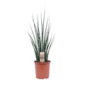 Bogenhanf – Sansevieria Fernwood Mikado – Zimmerpflanze – Ø19cm – ↕80cm – Schwiegermutterzunge – pflegeleicht & luftreinigend – Plant
