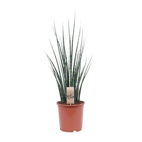Bogenhanf – Sansevieria Fernwood Mikado – Zimmerpflanze – Ø19cm – ↕80cm – Schwiegermutterzunge – pflegeleicht & luftreinigend – Plant