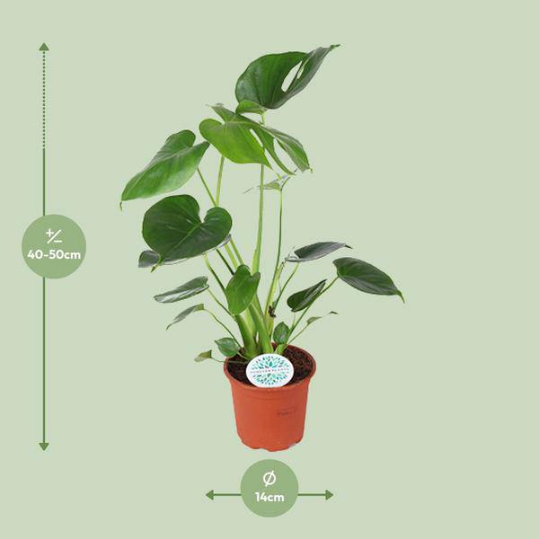 Köstliches Fensterblatt Monstera Deliciosa Zimmerpflanze Ø14cm ↕45cm – pflegeleichte Grünpflanze für Wohnzimmer, Büro & helle Standorte kaufen – Plant