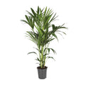 Kentiapalme – Howea Forsteriana – Zimmerpflanze – Ø21cm – ↕120cm – Elegante & pflegeleichte Grünpflanze – Tropische Palme für Wohnzimmer & Büro – Plant