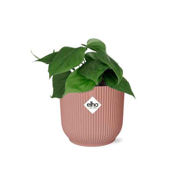 Philodendron Scandens – Baumfreund – Zimmerpflanze inkl. Ziertopf Vibes Fold Rosa Ø14cm – Herzförmige Blätter – Pflegeleicht & luftreinigend – Plant