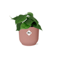 Philodendron Scandens – Baumfreund – Zimmerpflanze inkl. Ziertopf Vibes Fold Rosa Ø14cm – Herzförmige Blätter – Pflegeleicht & luftreinigend – Plant