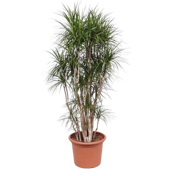 Drachenbaum Dracaena Marginata – 220cm hoch – Ø40cm – Exotische Zimmerpflanze mit grünen Blättern & roten Rändern – pflegeleicht – für Zimmer & Büro – Plant