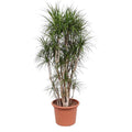 Drachenbaum Dracaena Marginata – 220cm hoch – Ø40cm – Exotische Zimmerpflanze mit grünen Blättern & roten Rändern – pflegeleicht – für Zimmer & Büro – Plant
