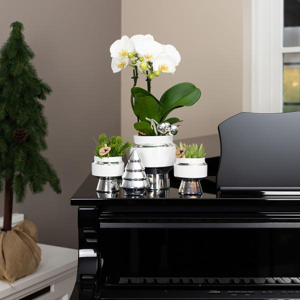 Le Chic Blumentopf Zimmerpflanze Ø6cm mit dekorativem Übertopf – blühende Orchidee für Wohnzimmer, Büro & helle Standorte kaufen – Plant