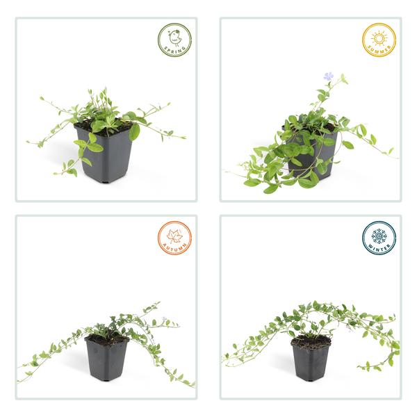 Kleines Immergrün – Vinca minor – ↕10-25cm – Ø9cm – Blauer Bodendecker – Sonne & Schatten – Pflegeleicht – Plant