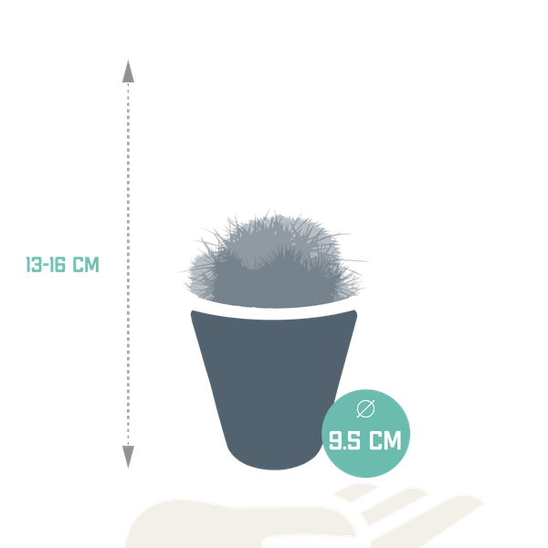 Kakteen Mix 3 Pflanzen Ø8,5cm – pflegeleichtes Pflanzen Set für Urban Jungle, Fensterbank, Wohnzimmer & Büro – Plant