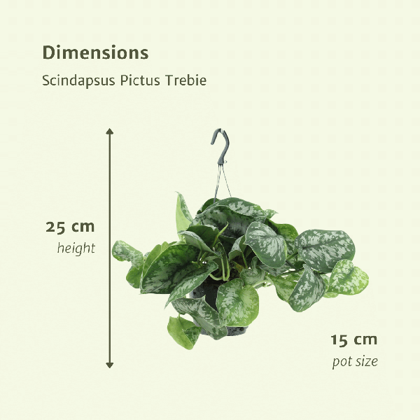 Efeutute Scindapsus pictus Trebie Epipremnum Zimmerpflanze Ø15cm ↕25cm – pflegeleichte Grünpflanze für Wohnzimmer, Büro & helle Standorte kaufen – Plant