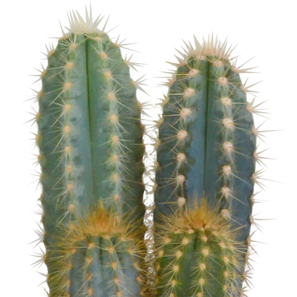 Sukkulenten & Kakteen Mix 3 Pflanzen Ø10,5cm – pflegeleichtes Pflanzen Set für Urban Jungle, Fensterbank, Wohnzimmer & Büro – Plant