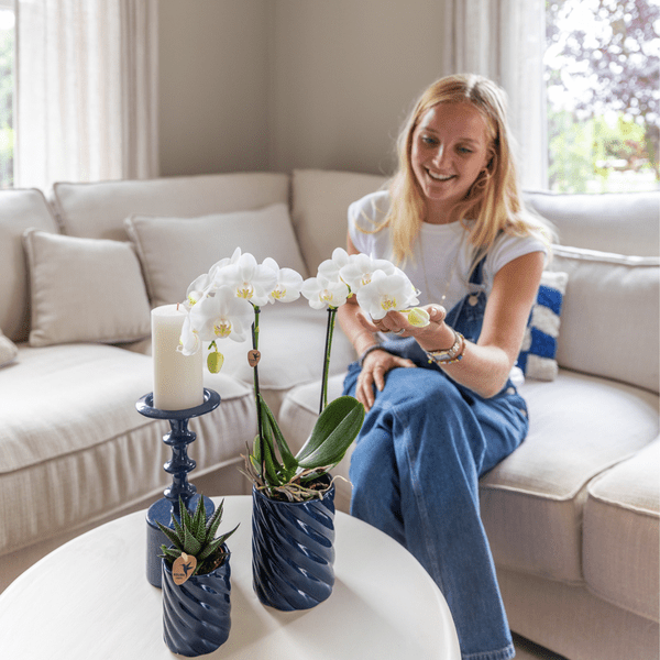 Amabilis Orchidee Weiß & Sukkulente Haworthia – Zimmerpflanzen Set – Candy Dekotöpfe Blau Ø9cm & Ø6cm – Pflanzenset für Wohnzimmer & Geschenkidee – Plant