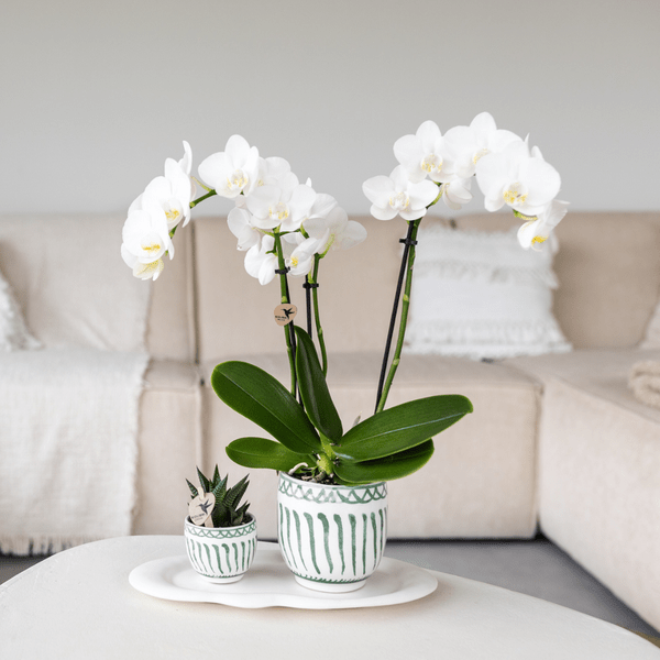 Topf Granada – Grün – Ø6cm – Dekorativer Blumentopf aus Keramik im mediterranen Stil – Glasiertes Pflanzgefäß für Zimmerpflanzen – Mini – Übertopf – Plant