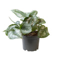 Philodendron Scandens Pictus Trebie – Baumfreund – Ø12cm – ↕22cm – Pflegeleichte Hänge – & Kletterpflanze – Exotisches Blattmuster für Innenräume