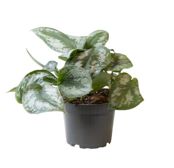 Philodendron Scandens Pictus Trebie – Baumfreund – Ø12cm – ↕22cm – Pflegeleichte Hänge – & Kletterpflanze – Exotisches Blattmuster für Innenräume