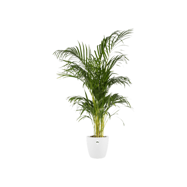 Topf Brüssel Rund Weiß – D20 x H19 – Moderner Pflanztopf aus Kunststoff – Leicht & langlebig – Für Zimmerpflanzen & Outdoor – Plant