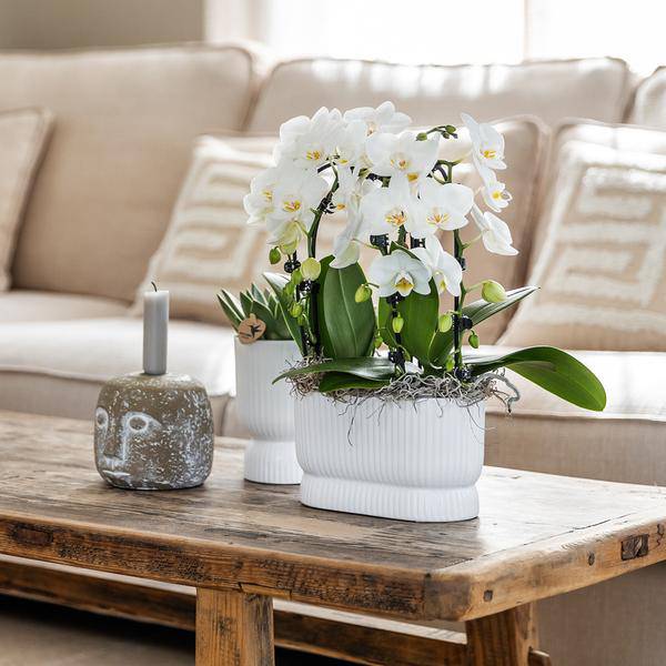 Übertopf Diabolo Weiß – Ø6cm – Mini – Blumentopf mit eleganter Form – Keramiktopf für kleine Zimmerpflanzen & Sukkulenten – Plant