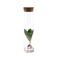 Clusia im Röhrenglas Zimmerpflanze Ø5cm ↕15cm – pflegeleichte Grünpflanze für Wohnzimmer, Büro & helle Standorte kaufen – Plant