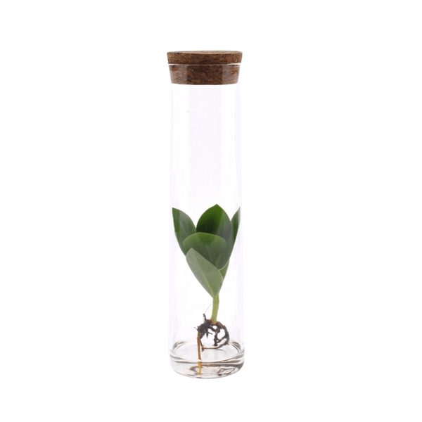 Clusia im Röhrenglas Zimmerpflanze Ø5cm ↕15cm – pflegeleichte Grünpflanze für Wohnzimmer, Büro & helle Standorte kaufen – Plant