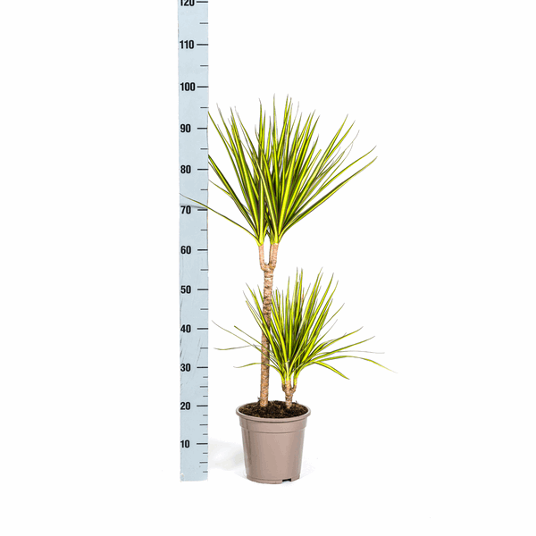 Dracaena Marginata Sunray Drachenbaum – Zimmerpflanze Ø19cm – ca. 80-100cm hoch – Tropischer Akzent mit grünen und gelben Blättern – Plant