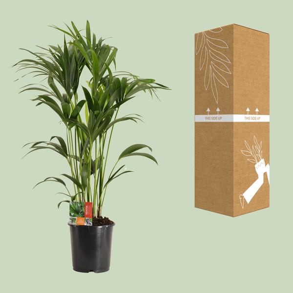 Kentiapalme Howea Forsteriana – Zimmerpflanze Ø24cm ↕120cm – pflegeleichte tropische Grünpflanze luftreinigend für Wohnzimmer Büro Schlafzimmer – Plant