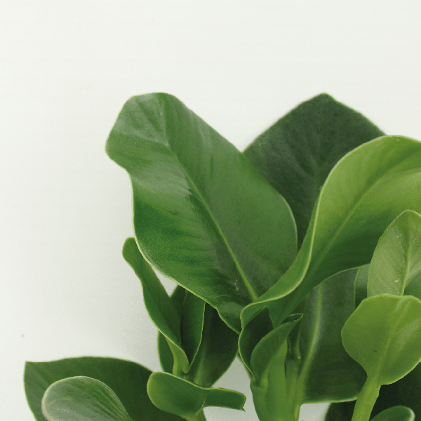 Signaturbaum Clusia Princess Zimmerpflanze Ø12cm ↕15cm – pflegeleichte Grünpflanze für Wohnzimmer, Büro & helle Standorte kaufen – Plant