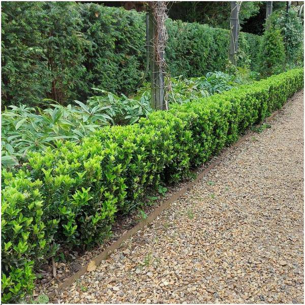 Grüne Spindelstrauchhecke – Euonymus japonicus 'Green Spire' – 6 winterharte Heckenpflanzen – Immergrüne Gartenhecke – Sichtschutz ca. 1 Meter – Plant