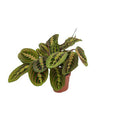 Maranta Fascinator Zimmerpflanze Ø12cm ↕30cm – pflegeleichte Grünpflanze für Wohnzimmer, Büro & helle Standorte kaufen – Plant
