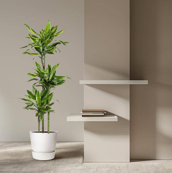Drachenbaum Zimmerpflanze Ø24cm ↕160cm – pflegeleichte Grünpflanze für Wohnzimmer, Büro & helle Standorte kaufen – Plant