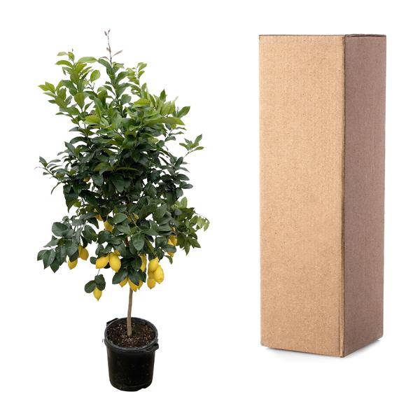Orangenbaum – Citrus Calamondin – Zitruspflanze 200cm Ø40cm – Kübelpflanze mit duftenden Blüten & Früchten – Plant