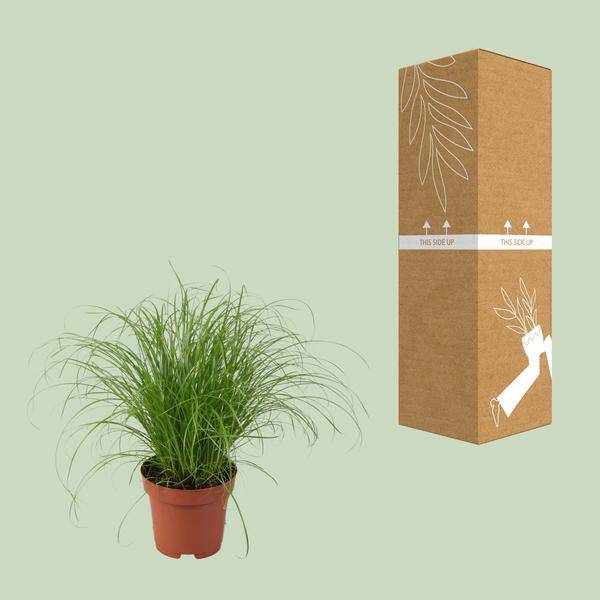 Wechselblättriges Zyperngras – Cyperus Alternifolius Zumula – Schirmgras – Zimmerpflanze – Ø12cm – ↕28cm – pflegeleicht & luftreinigend – Plant