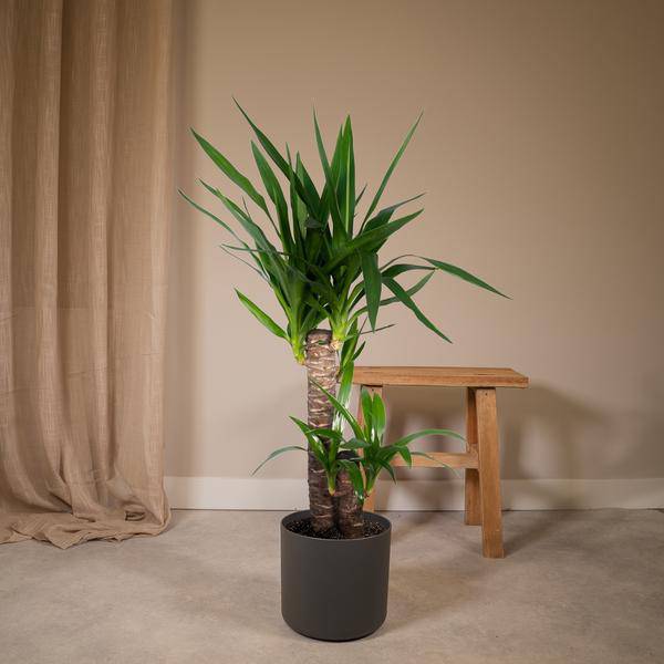 Palmlilie Yucca Elephantipes Zimmerpflanze Ø17cm ↕85cm – pflegeleichte Grünpflanze für Wohnzimmer, Büro & helle Standorte kaufen – Plant
