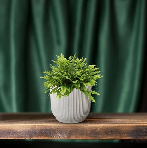 Nephrolepis Boston Green – Bostonfarn – Zimmerpflanze – Ø12cm – ↕20cm – Luftreinigende Hängepflanze für Innenräume – Plant