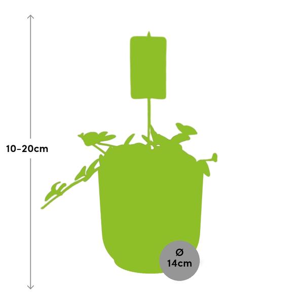 Zwergpfeffer – Peperomia Hope – pflegeleichte Zimmerpflanze – dekorativer Topf Vibes Fold 14cm Rosa – kompakte Grünpflanze für Innenräume – Plant
