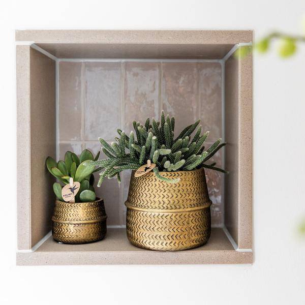 Pflanzenset mit 3 Sukkulenten – Inkl. Keramik – Ziertöpfe – Ø9cm Topf – Pflegeleichtes Mini – Set für Fensterbank, Schreibtisch & Regal – Plant