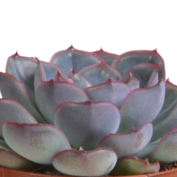 Echeveria Mix – Steinrose 3 Pflanzen – Ø8,5cm Zimmerpflanzen im Terrakotta – Topf – Verschiedene farbige Sukkulenten – Pflegeleichte Mini – Plant