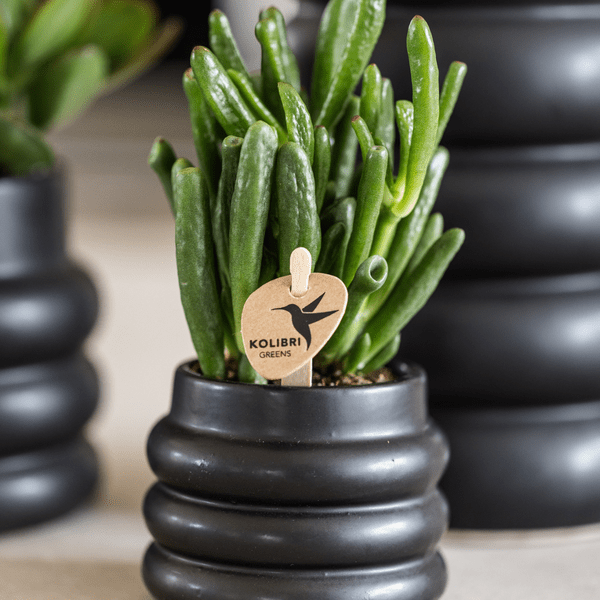 Crassula Hobbit Zimmerpflanze Ø6cm – pflegeleichte Sukkulente für Wohnzimmer, Büro & helle Standorte kaufen – Plant