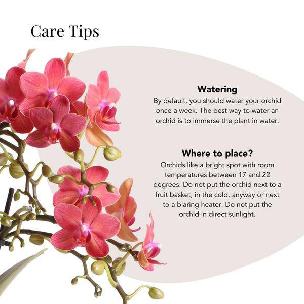 Phalaenopsis Orchidee Rot Zimmerpflanze Ø9cm ↕40cm – blühende Orchidee für Wohnzimmer, Büro & helle Standorte kaufen – Plant