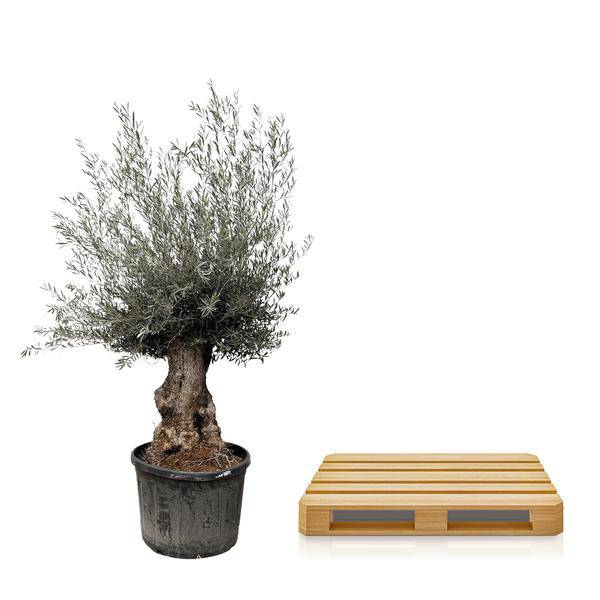 Olivenbaum – Olea Europaea Bonsai – 225cm – Ø80cm – Mediterrane Pflanze mit gedrehtem Stamm – Echter Olivenbonsai für Garten, Terrasse & Innenbereich – Plant