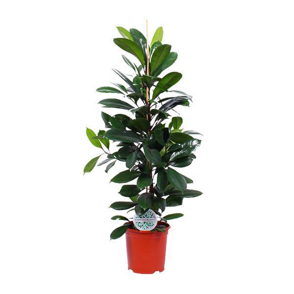 Gummibaum Ficus Cyathistipula – Zimmerpflanze Ø21cm – ca. 105cm hoch – pflegeleichte tropische Pflanze für Wohnzimmer, Büro & Innenraumbegrünung – Plant
