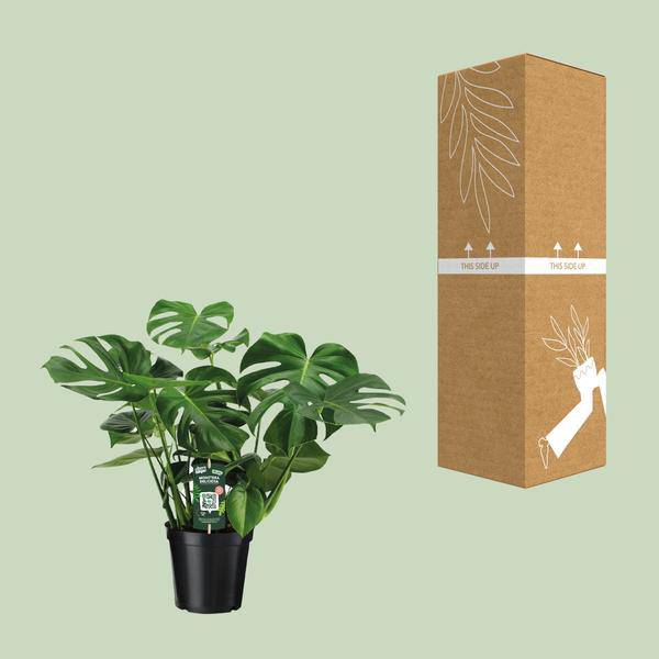Monstera Deliciosa Köstliches Fensterblatt Zimmerpflanze Ø21cm ↕65cm – pflegeleichte Grünpflanze für Wohnzimmer, Büro & helle Standorte kaufen – Plant