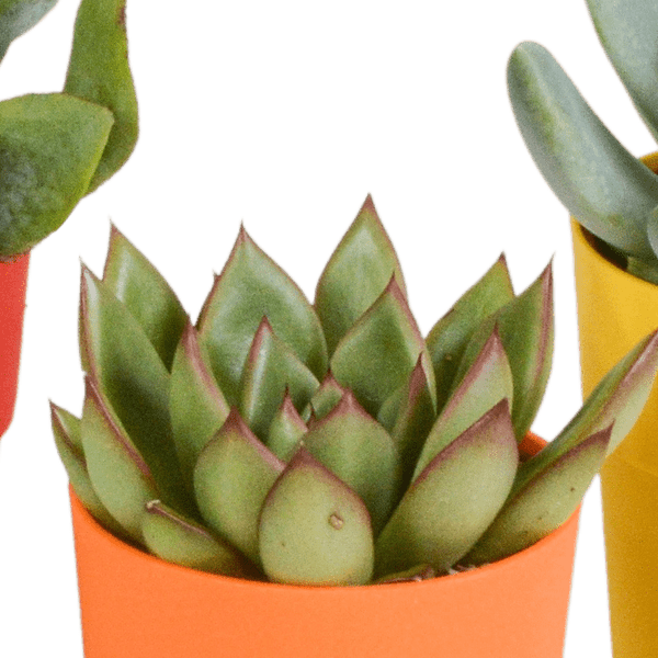 Sukkulenten Mix 5 Pflanzen Ø5,5cm – pflegeleichtes Pflanzen Set für Urban Jungle, Fensterbank, Wohnzimmer & Büro – Plant