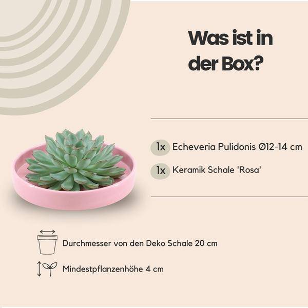 Sukkulente – Echeveria pulidonis ROOTLESS – Ø20cm Schale Rosa – Zimmerpflanze ohne Wurzeln – Pflegeleichte Schnitt – Plant