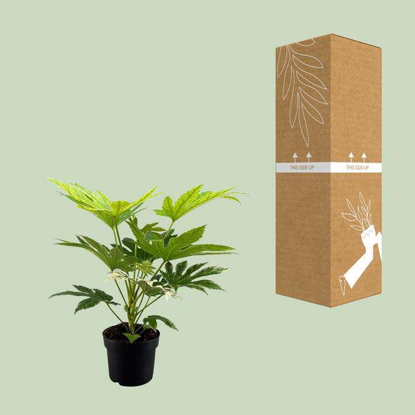 Zimmeraralie Fatsia Japonica Spider Web Zimmerpflanze Ø17cm ↕50cm – pflegeleichte Grünpflanze für Wohnzimmer, Büro & helle Standorte kaufen – Plant
