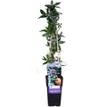 Passionsblume Blau – Passiflora caerulea – Ø15cm – ca. 65cm hoch – Winterharte Kletterpflanze mit exotischen Blüten – Für Pergola, Zaun & Rankgitter – Plant