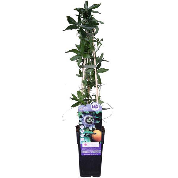 Passionsblume Blau – Passiflora caerulea – Ø15cm – ca. 65cm hoch – Winterharte Kletterpflanze mit exotischen Blüten – Für Pergola, Zaun & Rankgitter – Plant
