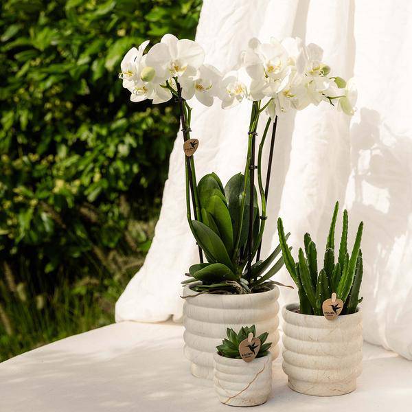 Dekotopf Marmor – Hell – Ø9cm – Keramik Blumentopf in Marmoroptik – Zeitloses Design – Für Zimmerpflanzen, Orchideen & Sukkulenten – Plant