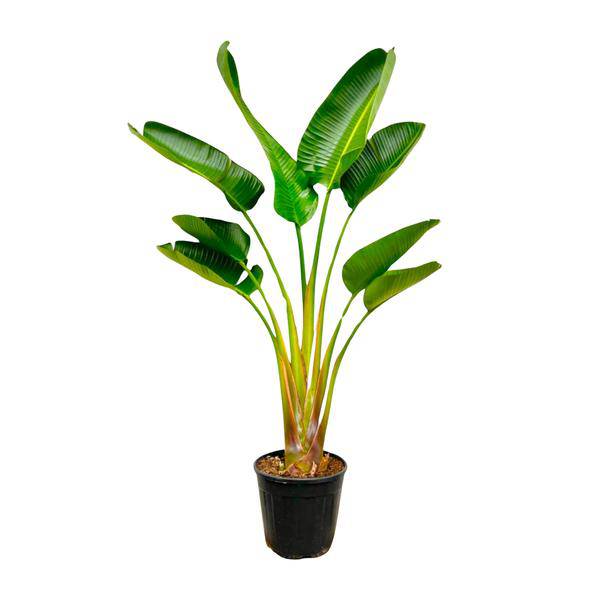 Baum – Strelitzie – Strelitzia Augusta – ca. 160cm hoch – Ø24cm – Exotische Zimmerpflanze mit großen Blättern – Plant